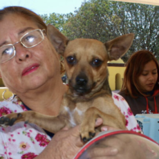 Invitan a jornada de esterilización gratuita en Ramos Arizpe