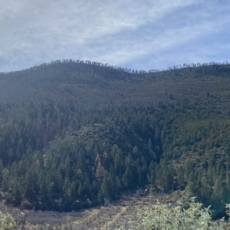 Refuerzan en verano la vigilancia forestal