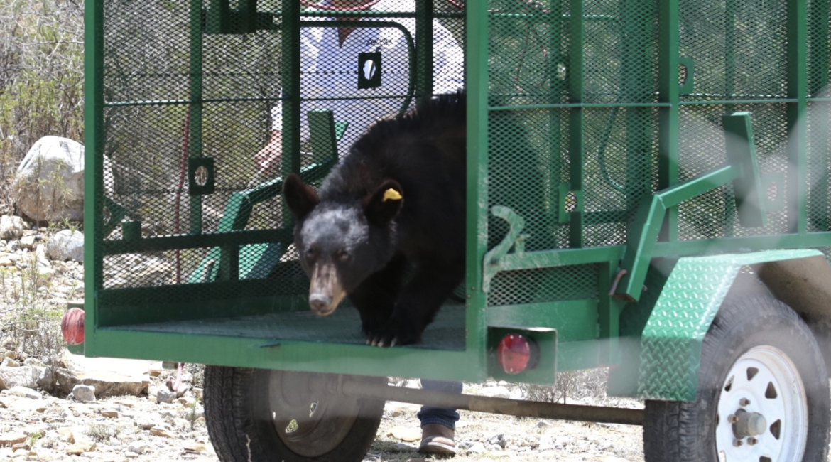 oso negro coahuila
