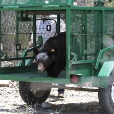 Liberan en Coahuila ejemplar de oso negro tras exitoso proceso de recuperación