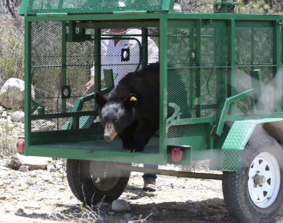 oso negro coahuila